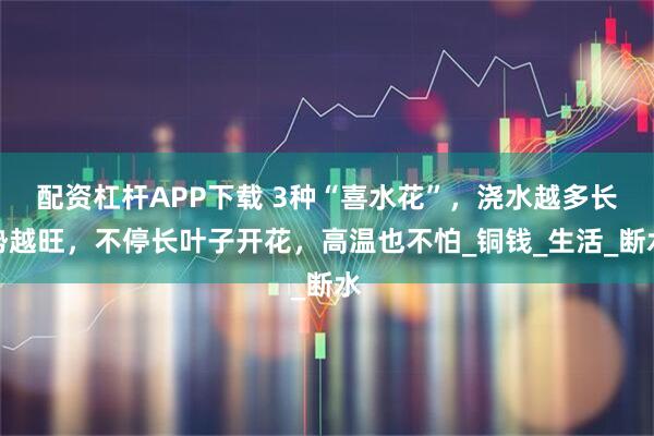 配资杠杆APP下载 3种“喜水花”，浇水越多长势越旺，不停长叶子开花，高温也不怕_铜钱_生活_断水
